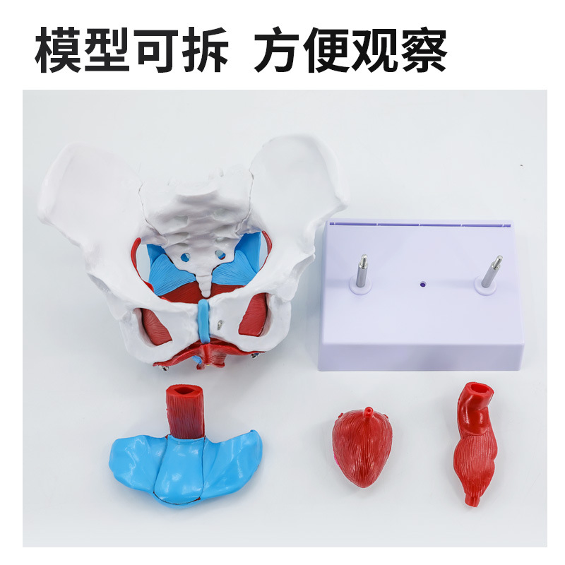 Ů�Թ���ģ����׼�ģ�� �ӹ��������� ��Ѫ�� �ṹ������չʾ