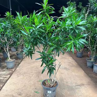 Old Pile Lily Bamboo Large Potted Plant Shape Indoor Easy to Grow One Thing One Shot Phnom Penh Dragon Blood Tree Old Pile Absorbs Formaldehyde