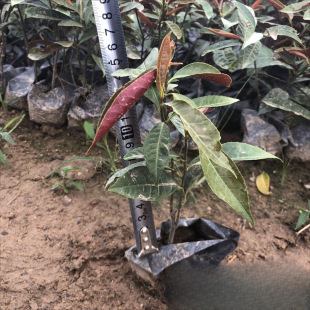 �������l �t���� ����  �t����С���� ������   ������