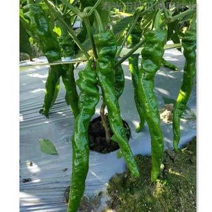 �����N�ӷN���Ӹ߮a�ش��]���ݽz���N���ļ��̨�����߲˷N��