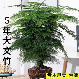 �������ԾGֲ�҃���ˮ��ֲ������辰���軨�ܿ͏d�ļ����������l