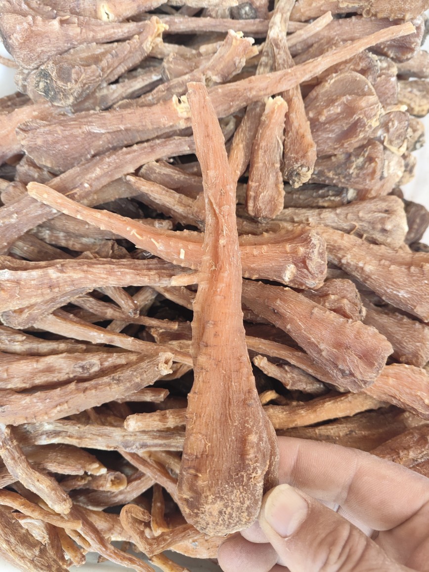 Tibetan Snow Ginseng (藏雪参) — Rare Dried Herbal Root from Tibet, 500g specifications