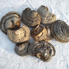 长白山木蹄层孔菌 1千克木蹄灵芝 野生木蹄 木蹄层孔菌 木蹄灵芝