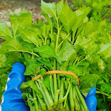 �{�˿���Ŀ�̲˰��չ���Ұ���߲����r��˿�˴����Ƥ��״̼�