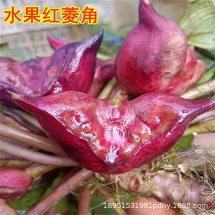 ����ǷN�������ˮ��ֲ�������Nֲ����ǷN���ļ��߲˼t�����