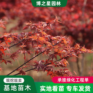 Nursery Wholesale Japanese Red Maple Three Seasons Red Garden House Project Greening Seedlings Plants Scenic Spot Sidewalk Landscape Trees