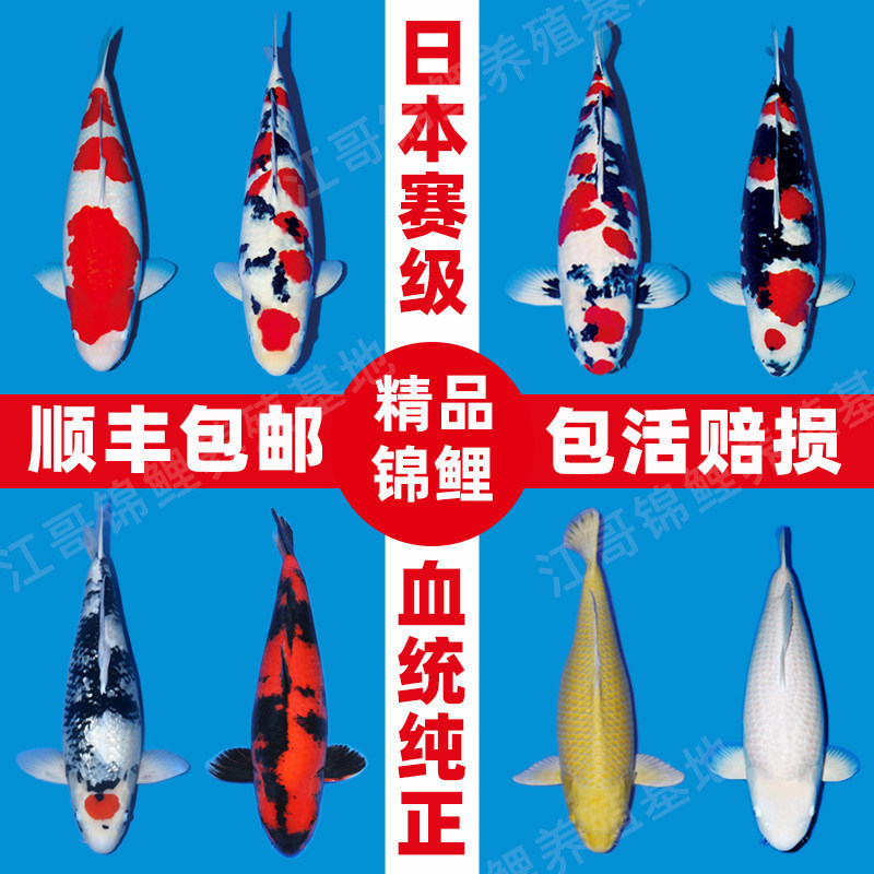 Authentic Japanese Showa Gold Koi Live Fish Taisho Purebred Ornamental Fish Freshwater Longtail Easy-To-Keep Koi Authentic Japanese Showa Gold Koi Live Fish Taisho Purebred Ornamental Fish Freshwater Longtail Easy-To-Keep Koi