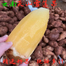 雪莲果云南天山雪莲果新鲜10斤现挖现发红泥沙雪莲果应季水果代发