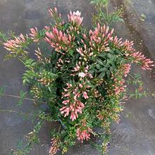 ��ܰ�����Ի�������������^��ֲ��ͥԺ�̨�ļ����Gϲꖑ��˺��B