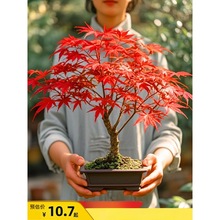 红枫树盆栽日本红舞姬老桩室内客厅庭院中国红栽四季矮化盆景耐寒