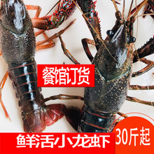 湖北洪湖 鲜活789钱小龙虾新鲜活虾 30斤50斤食用红壳虾餐馆包邮