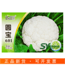 比尔圆宝601青梗松花菜种子70天中早熟白花菜阿里美小米粒散花菜