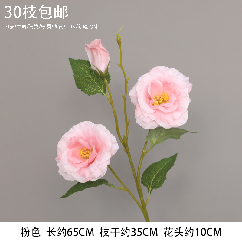 3 머리 platycodon grandiflorum