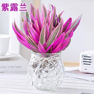 ��¶�mˮ��Gֲ���҃ȵ��mС�����k���������ļ����B�ͮ���Y����
