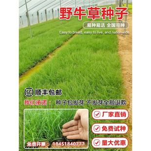 Ұţ�ݷN��ˮţ�����ļ������o�����`̤���}�|�����x�׷N���ݷN��