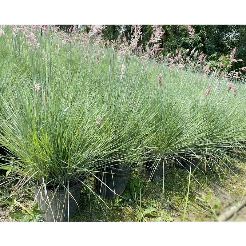 Сахар медовая трава 2 галлон горшечные цветы зеленые посадки Сычуань Чэнду озеленение саженцы цветок границы растения декоративные травы