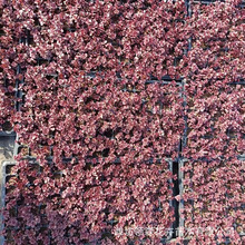 山东青州宿根花卉红景天耐寒多肉植物玫瑰小球屋顶绿化红景天杯苗