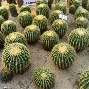 ��������������Gֲ���Ի��� �������_���҃��������Խ𻢺���