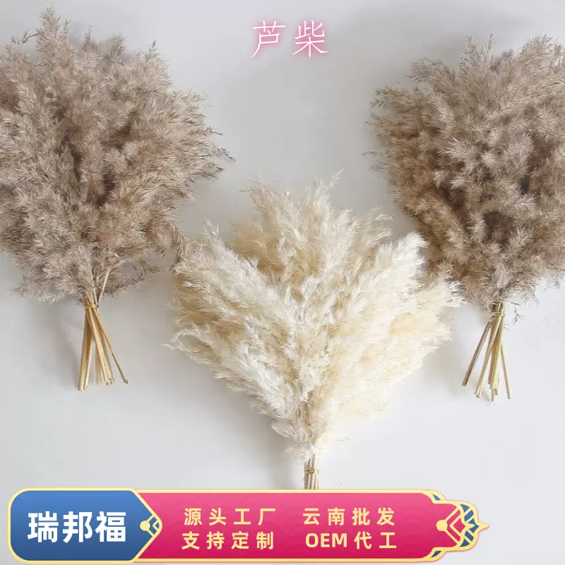 芦苇干花花束亚马逊跨境热销组合干花花束芦柴干花潘帕斯草干花
