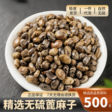 ������500g�˱����ѷN�����r��؛�������ʼt������Ӯ�������ș��