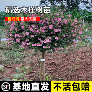 One-Piece Drop-Shipping Garden Hibiscus Saplings, Fence, Green Fence, Four-Season Planting, Cold-Resistant Shrub Engineering Greening