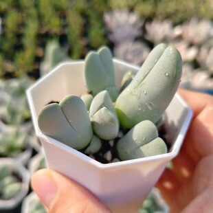 Shenfeng Yusheng Stone Flower Xin-Shaped Succulent Plant with a Cone-Shaped Flower and a Pp-Shaped Butt Flower