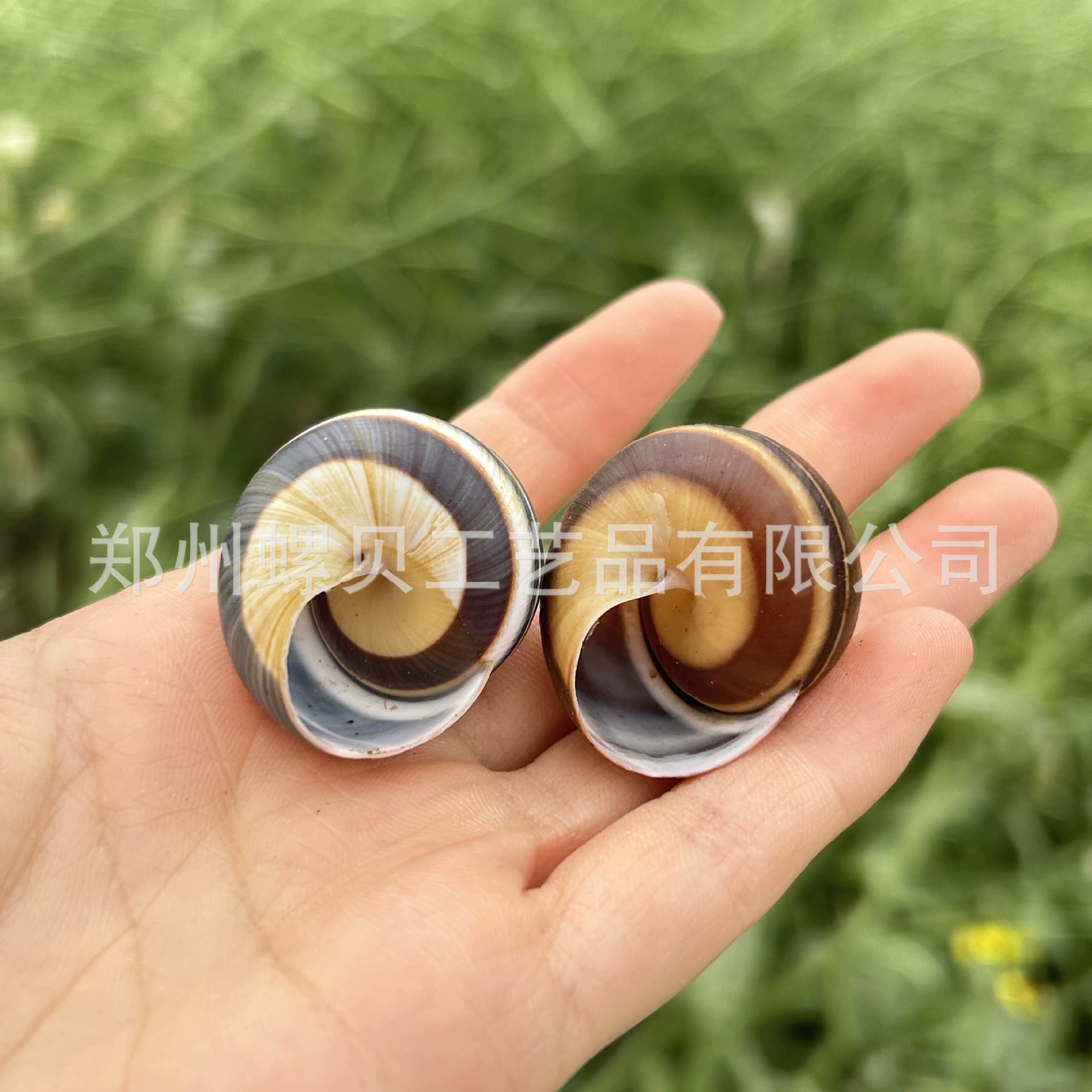 Organic snails, changeable aquarium decor