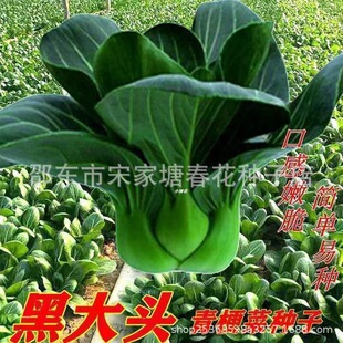 �ڴ��^�K���ఫ�_�๣�˷N���ļ��N���Ͳ�С�������߲˲˷N�N��