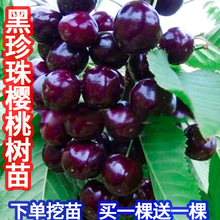 ���Ҙ��m܇�����ش���ҹ������Ϸ������Nֲ�������Ե��Ԯ���Y��