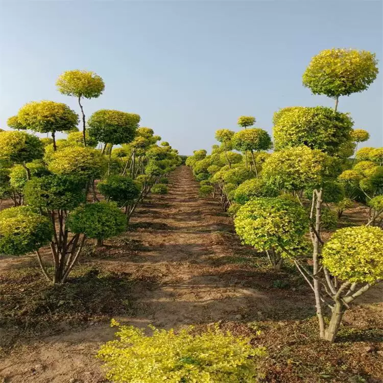 Полные характеристики ярких форм мирта, озеленения виллы «Яркий мирт» в форме пагоды, озеленения общества «Яркий мирт» в форме шара.