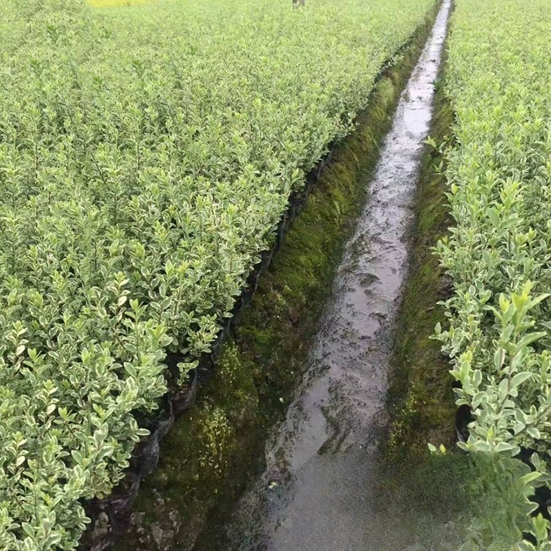 Оптовая продажа серебра Цзи небольшой воск цвет рассада листьев декоративных растений базовая цена Дорога хедж цветной блок саженцы