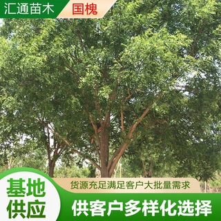 国槐树绿化树公园庭院行道树绿化苗木工程用带帽国槐树苗厂家定制
