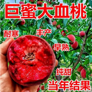Peach Tree Seedlings Grafted to the Ground, New Varieties of Peach Saplings, Early Maturing Extra Large Winter Peach Peach Seedlings Planted in the South and North