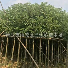 基地批发香樟树12公分 树形优美 风景行道香樟树 规格全 香樟树苗