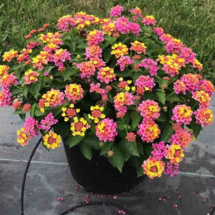 Five-Color Plum Potted Florals, Colorful Florals, Four-Season Mangosteen, Heat-Resistant and Sun-Resistant Outdoor Balcony Garden, Easy to Grow Plant Seedlings