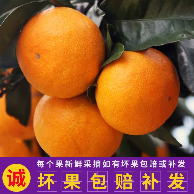 上门采摘临海涌泉蜜桔橘子水果礼盒新鲜早熟宫川当季自家种的批发