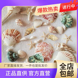 批发天然贝壳海螺海星海胆壳幼儿园手工diy贝壳相框鱼缸造景大海
