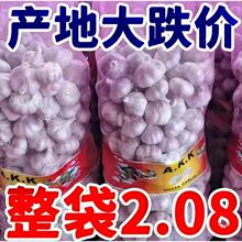 糖醋批发紫皮大蒜香2024山东红皮大干头干蒜瓣蒜超低价腌制其他