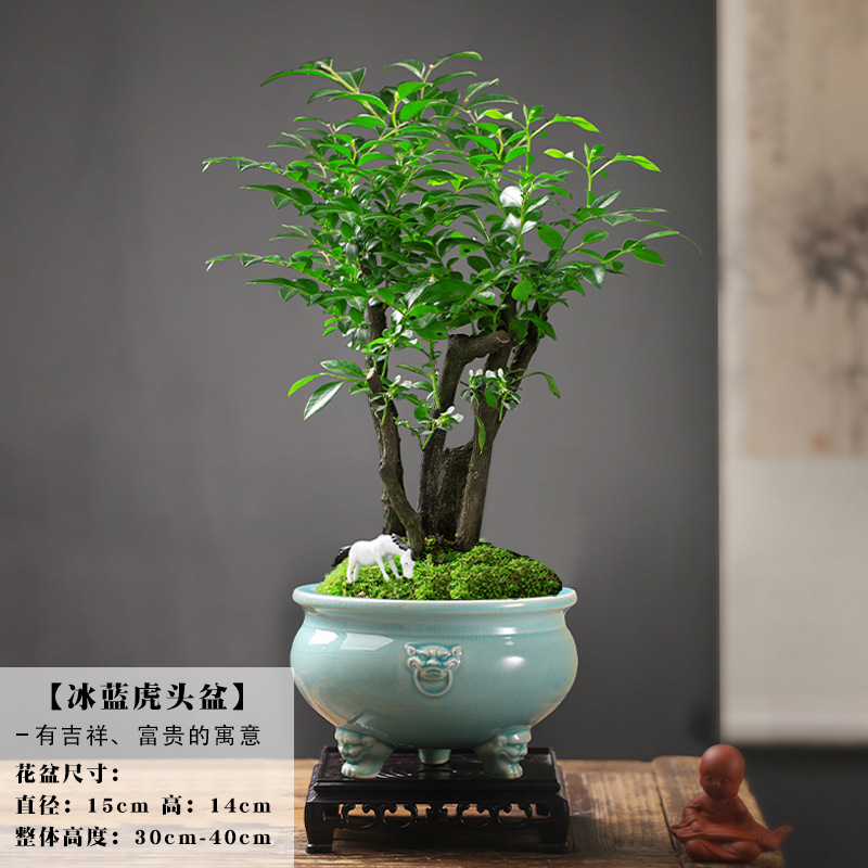 [메인 사진과 같은 스타일] 여러 개의 오래된 붉은 백단향 + 얼음이 갈라진 파란색 동물 머리 세라믹 대야/무료 베이스 포니