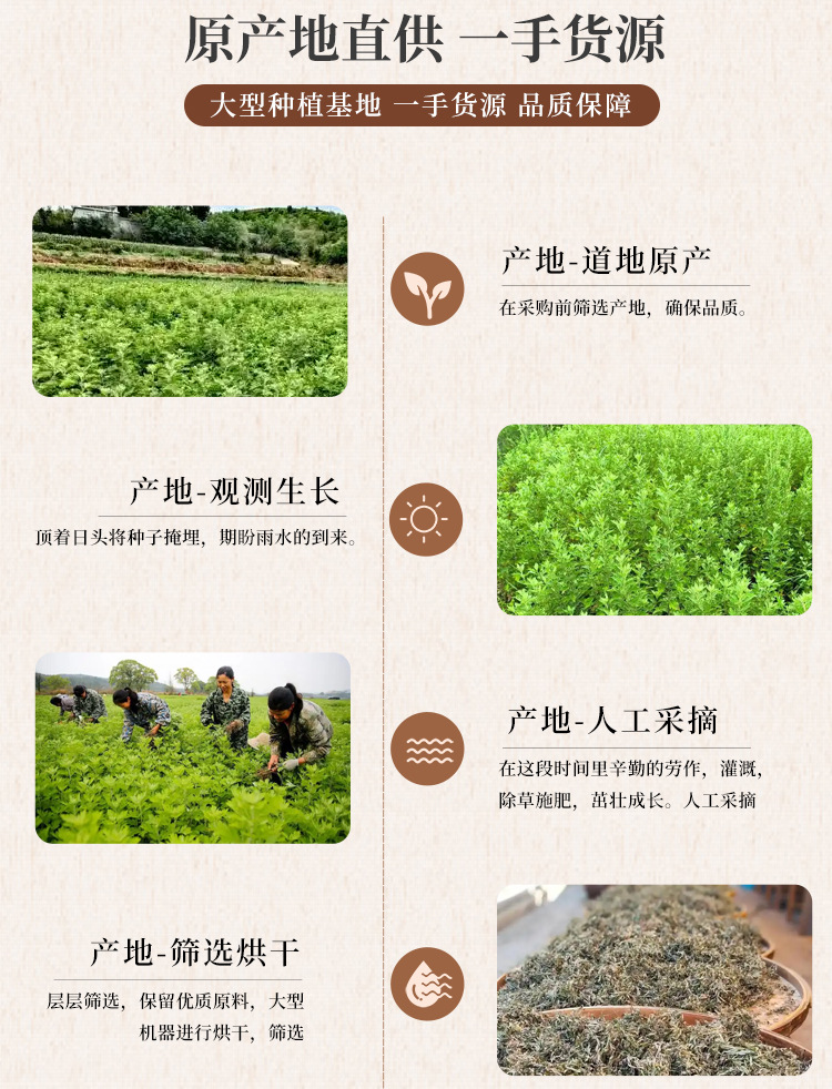 Dried Mugwort Leaves Ai Ye 500g Natural Sun-Dried Artemisia argyi Leaf for Foot Soak Sachets and Traditional Use quality and texture