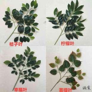 �����֦���~�����~�����~���Ҹ��~�����~��ɣ�b�����