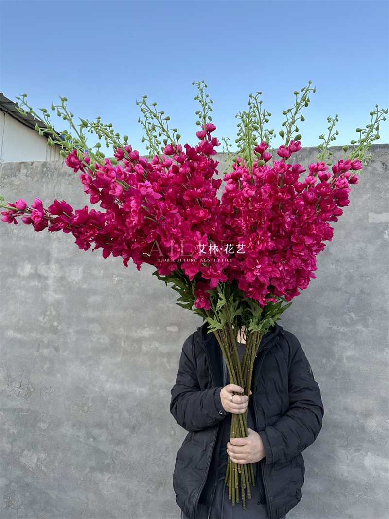 Extra large delphinium