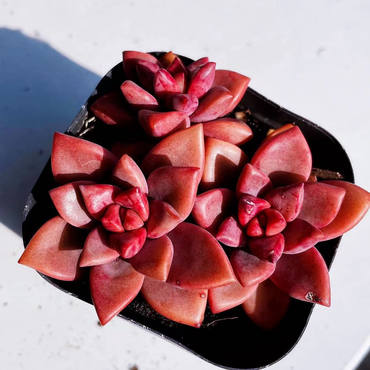 지롱웨이 화분 3개(플라스틱 화분에 심어 배송)