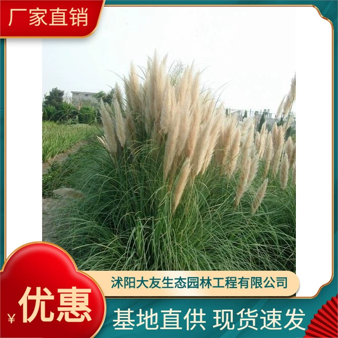 Базовые Оптовые сорта Puwei собственного производства с комплектом зеленых саженцев с живописным ландшафтом