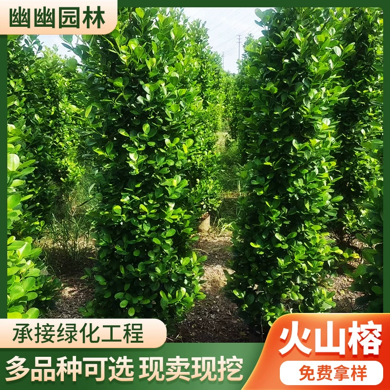 Зеленое растение Кустарниковая база оптом 1,8-2 метра вулканические деньги баньян саженец баньян в горшках для осуществления ландшафтных проектов