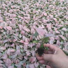 Դ�^�S�Ҵ����������ܼt�����t�ۼ��˺Ϲ����҃��^�~ֲ��N�����l