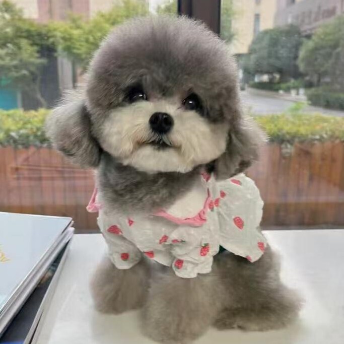 Purebred Gray Teddy Puppy, Small-Sized Purebred Pet, Live Teddy Dog, Does Not Grow into a Full-Sized Dog, Poodle, Teacup Dog, Small Dog