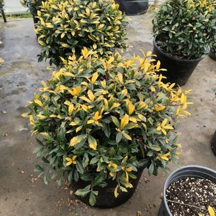 ͥԺ�e�����^���Rֲ����~�����S���۹��� ���~�۹����� �M�~����