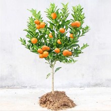 һ�����l�S�ҟo���۽���޽�������Ә����������S���۽۹����箔