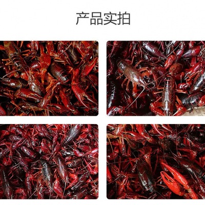Crayfish Fresh wholesale Fresh Full container lobster Living creatures Lobster Hubei Crayfish Prawns